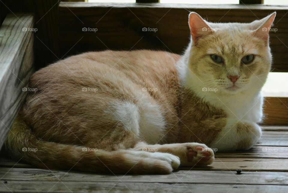 buff and white cat resting