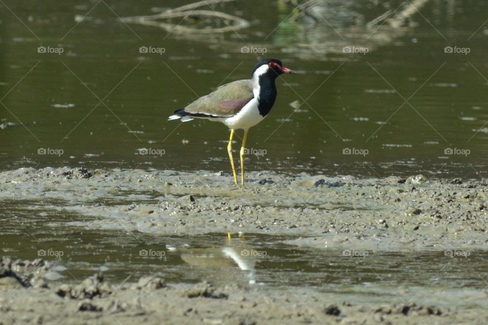 wild life birds Life style hack