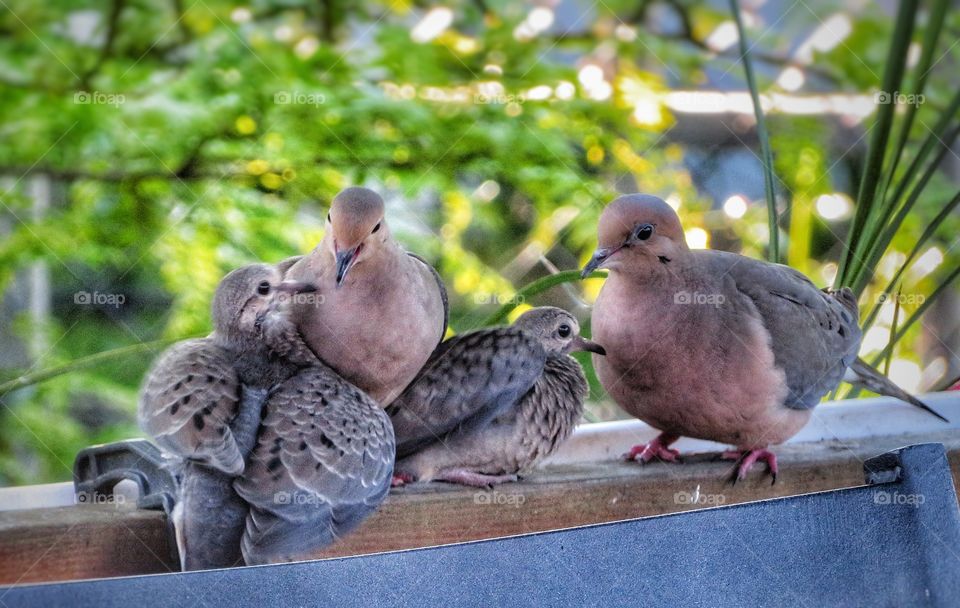 A family affair - Doves