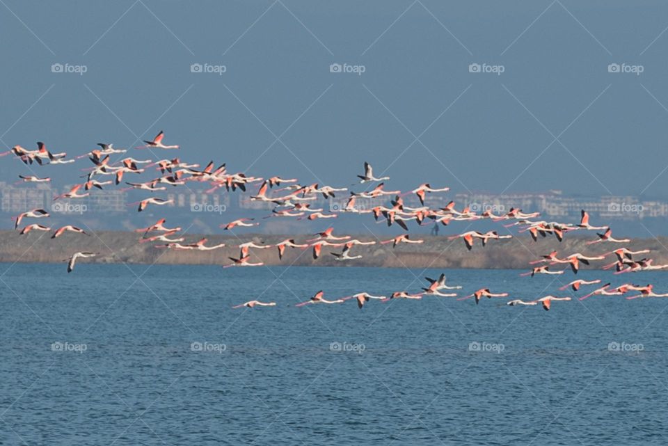 Flamingos in Motion