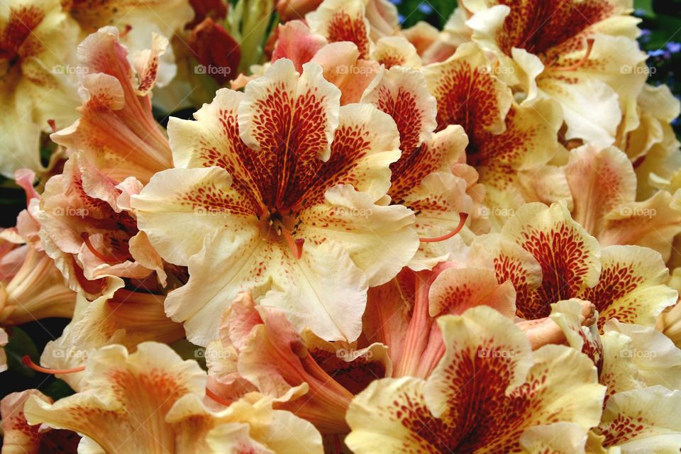 beautiful floral splendor