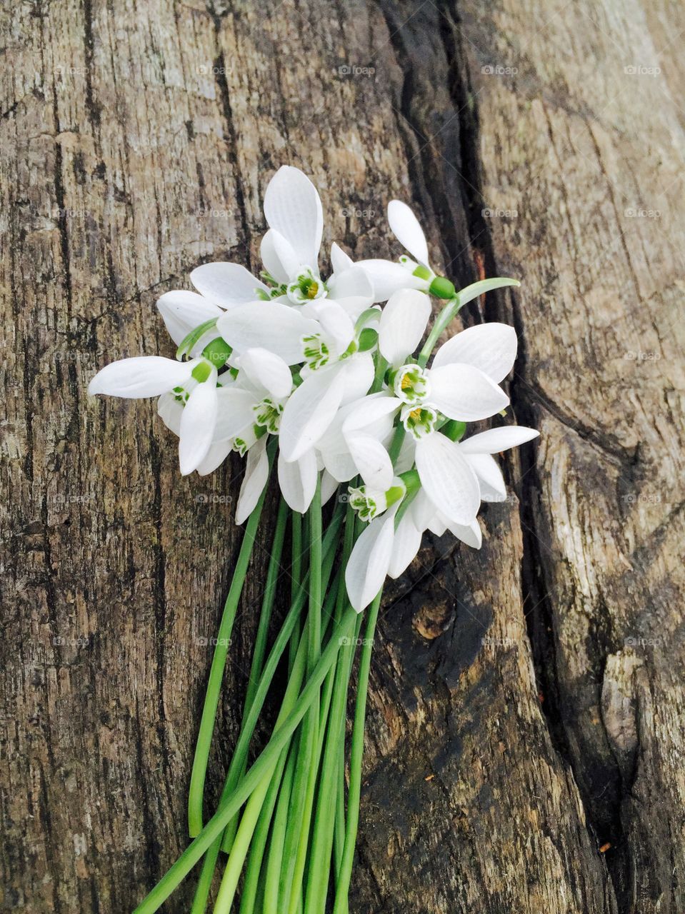 Bunch of Snowdrops on wooden table