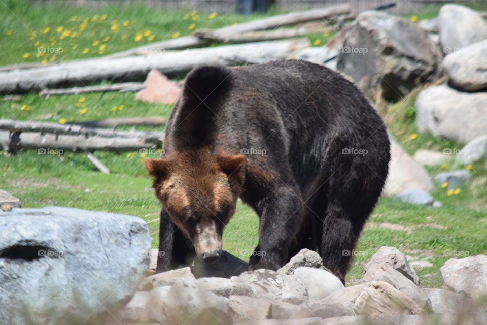 Black Bear