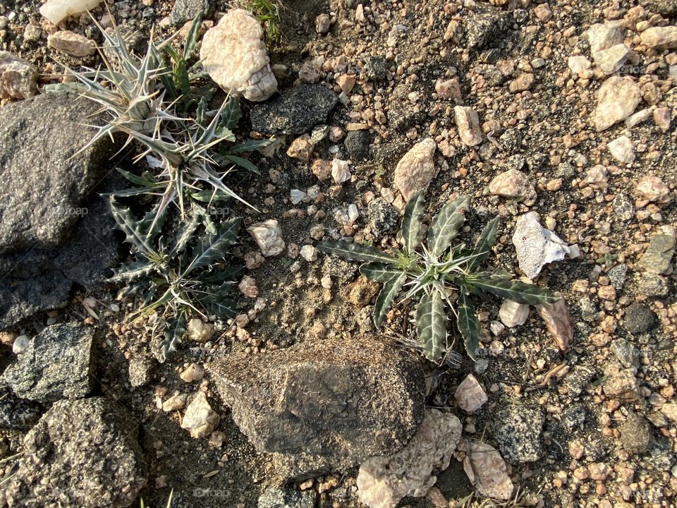 Amazing photo for desert 🌵