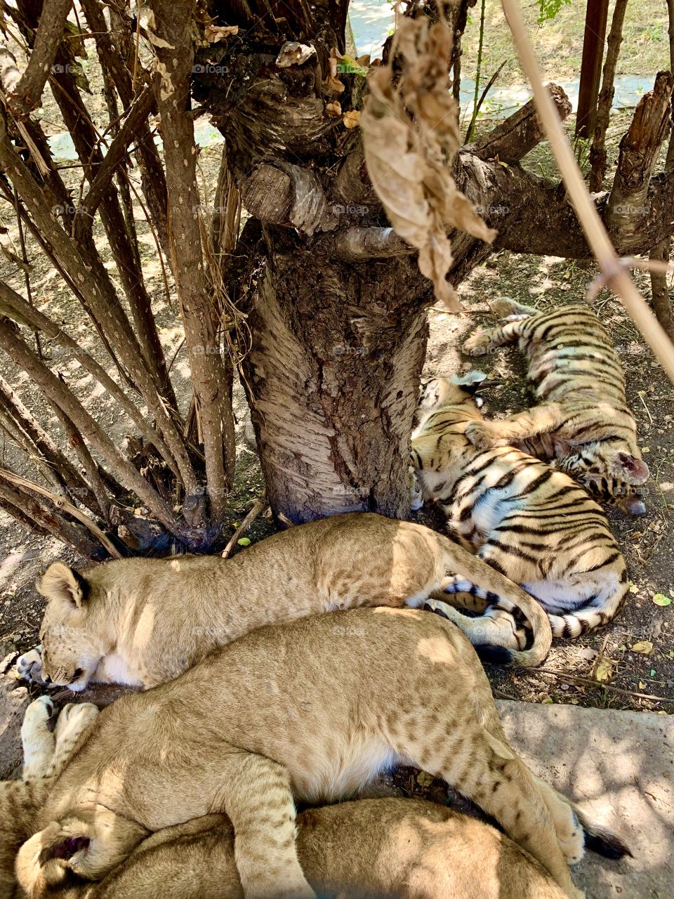 Tiger and lion cubs sleep in the shade of trees in Safari Park. Animal friendship. 