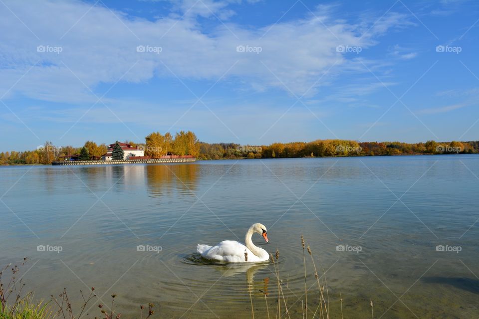 white swan on a lake autumn beautiful landscape