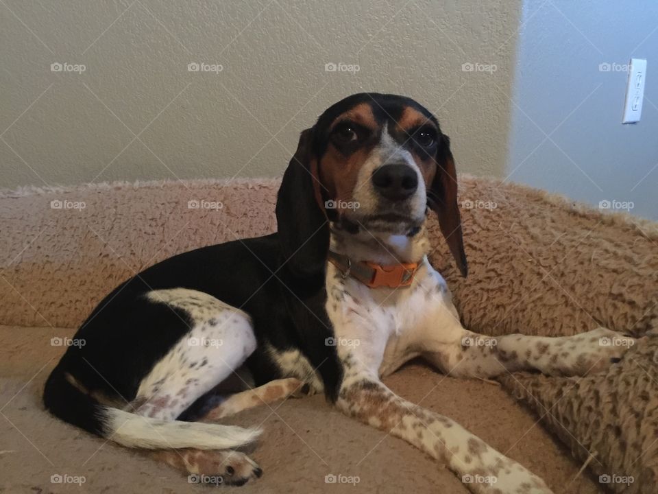 Almost one year old full blood AKC pup