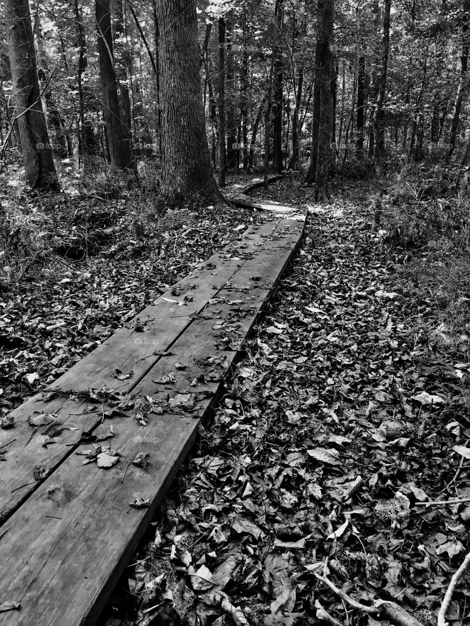 Slim wooden footpath 