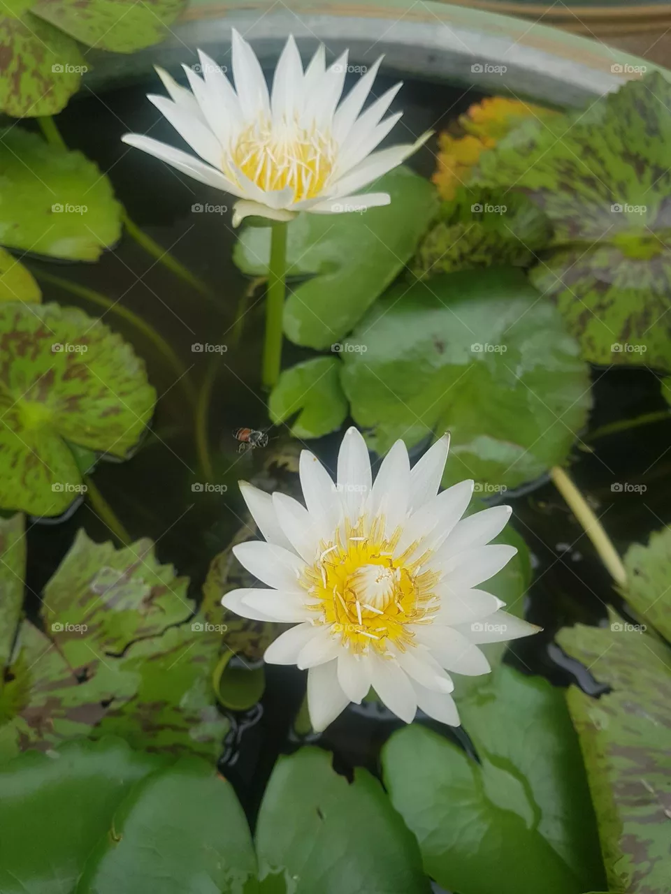colored lotus