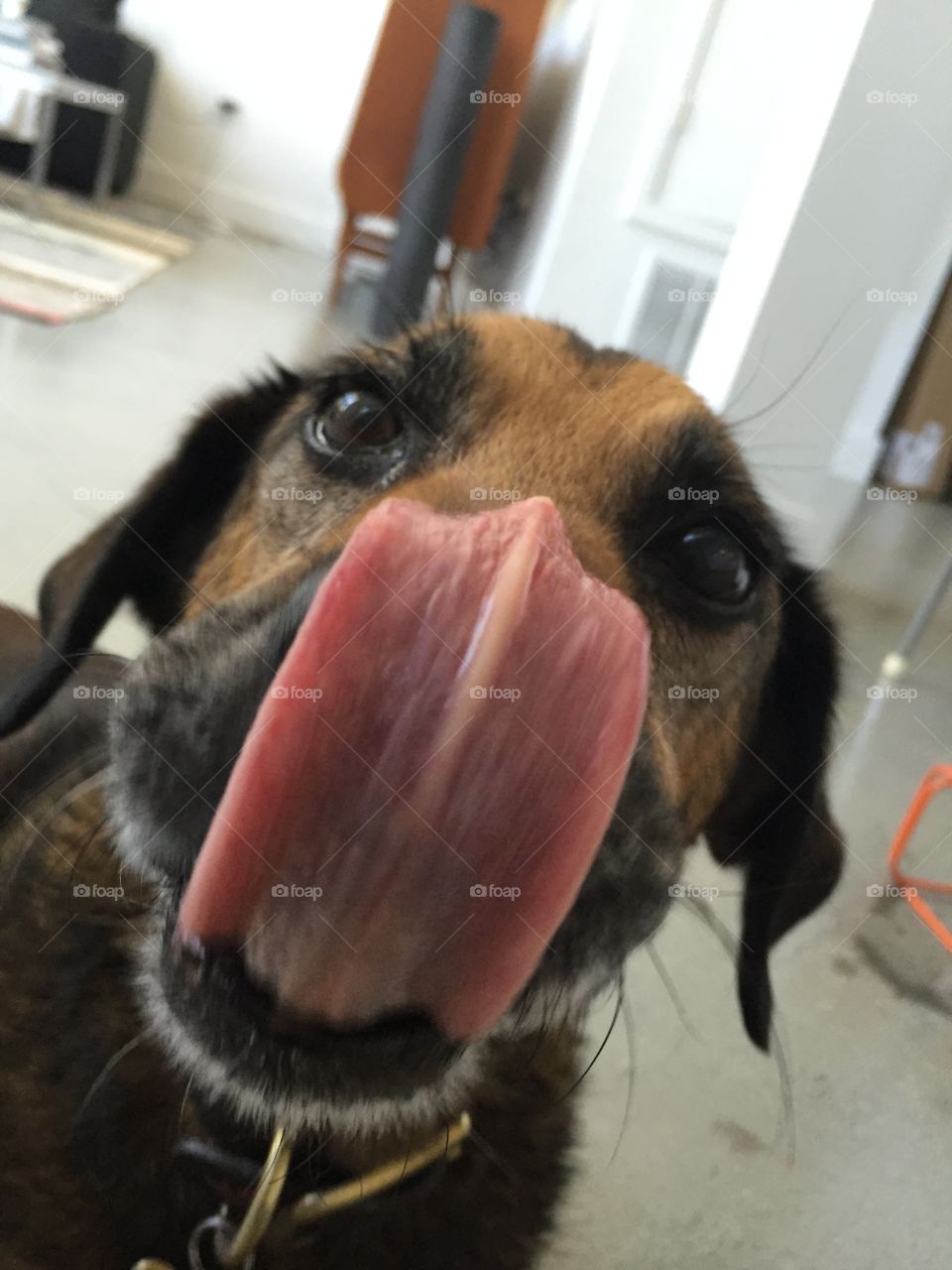 Dog tongue out