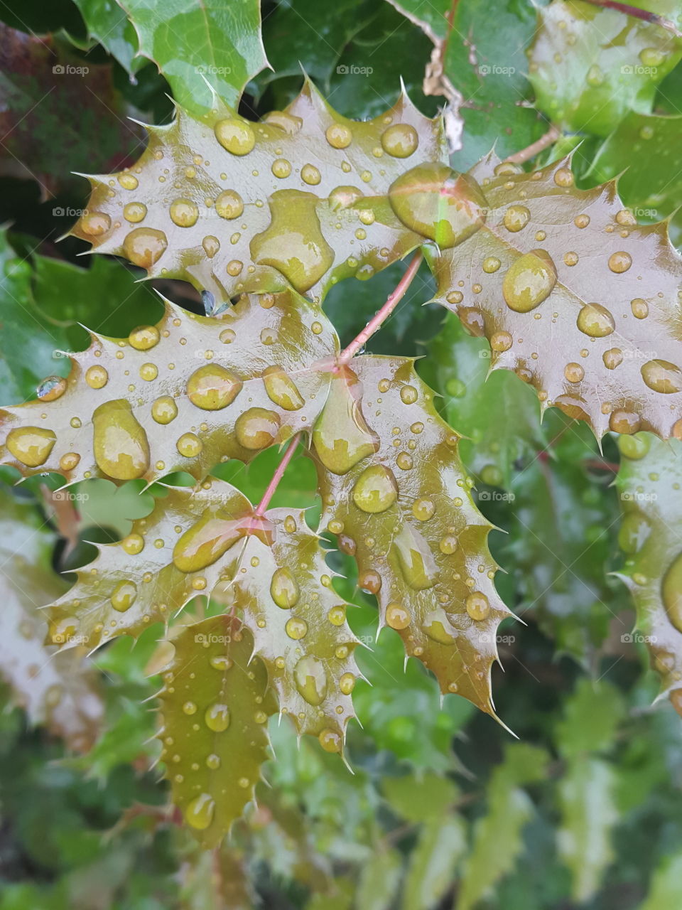 There is always a freshness after the rain. Colours are brighter and clearer and nature seems renewed.  Raindrops left behind make beautiful patterns on these holly leaves