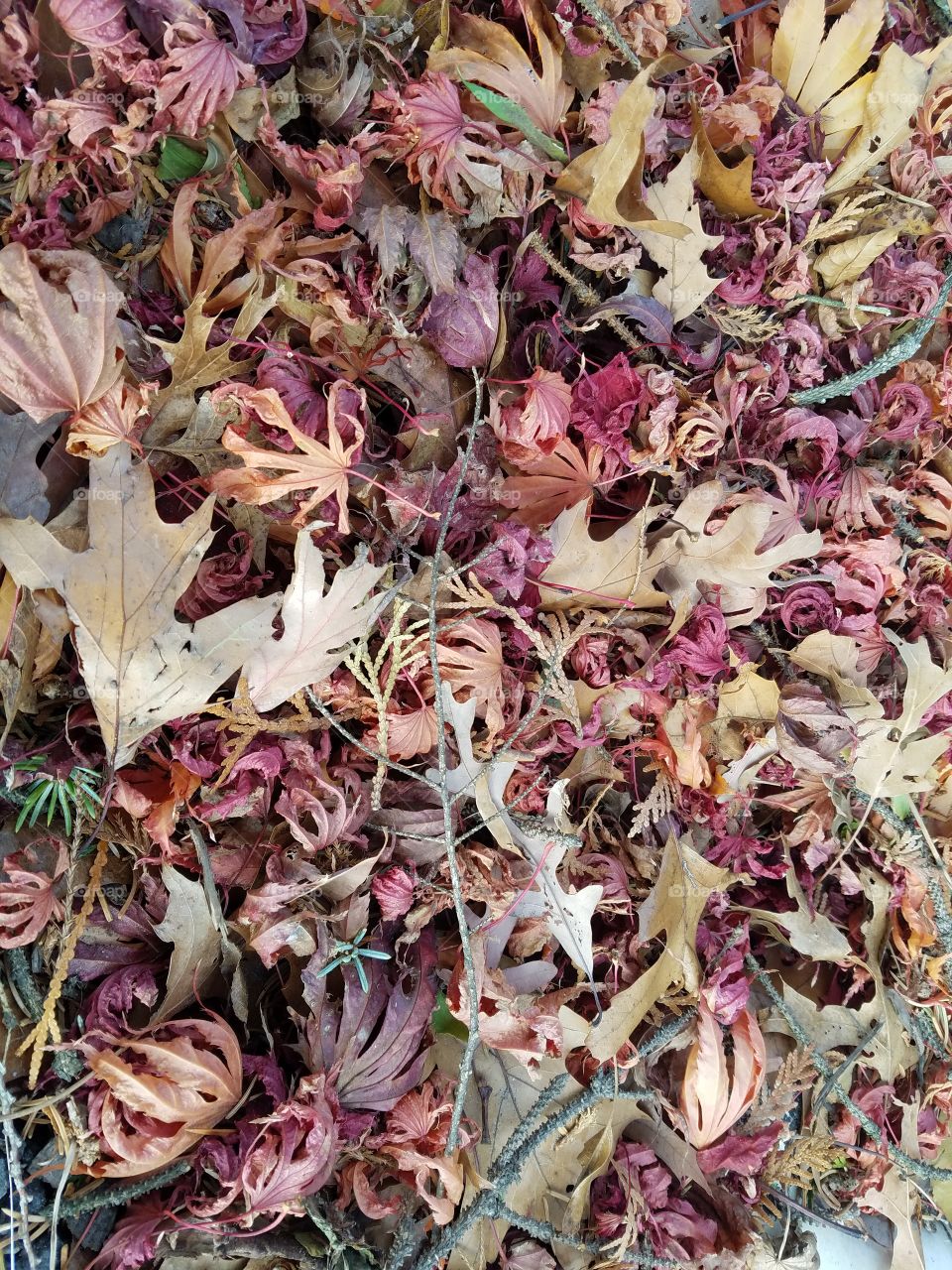 Dried up leaves on the ground