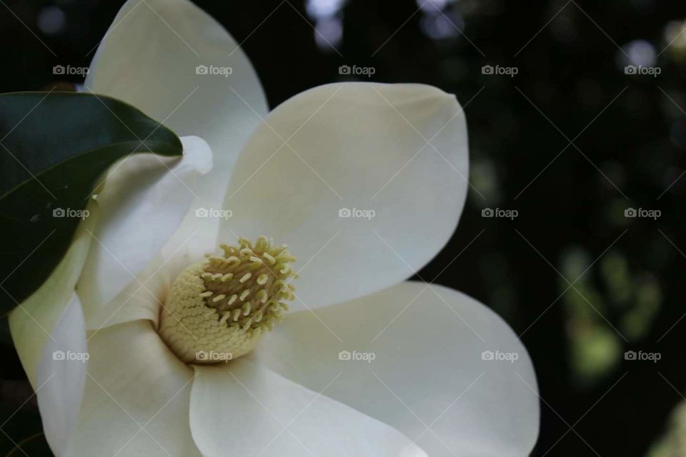 Magnolia. I saw this beautiful flower at Maymont in Richmond, Va
