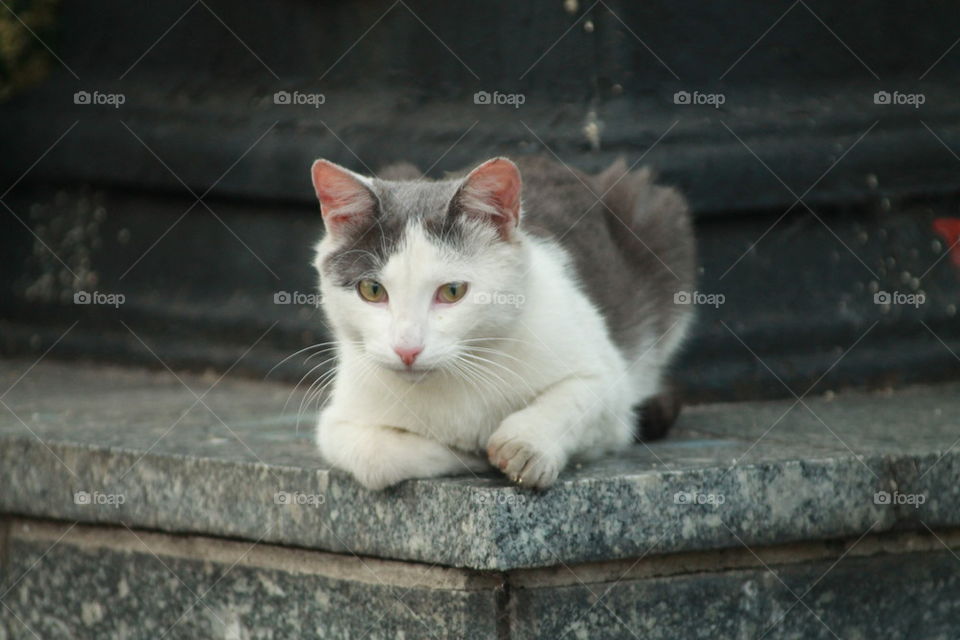 homeless cat