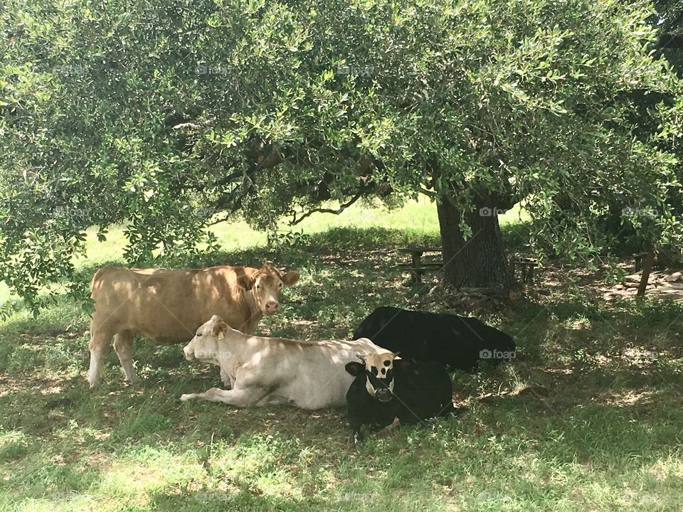 Cows in the shade 