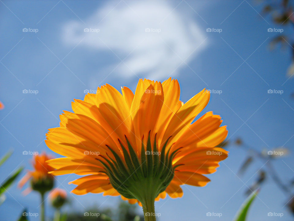 The kiss between the sky and beautiful petals of orange daisy (calendula).