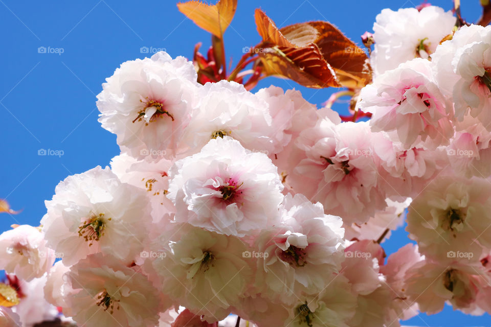 Spring blossoms against the blue sky