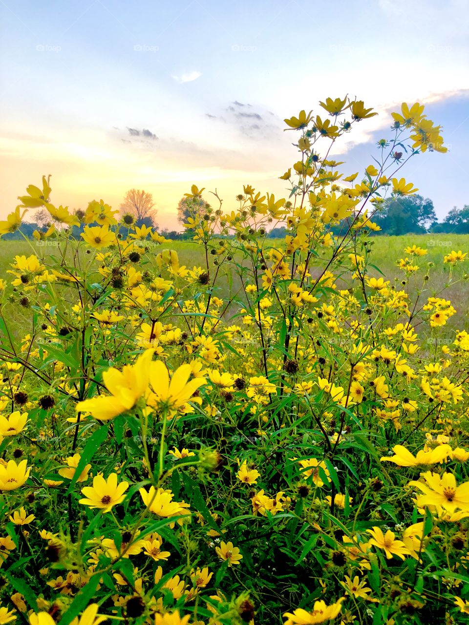 Flowers in a field 