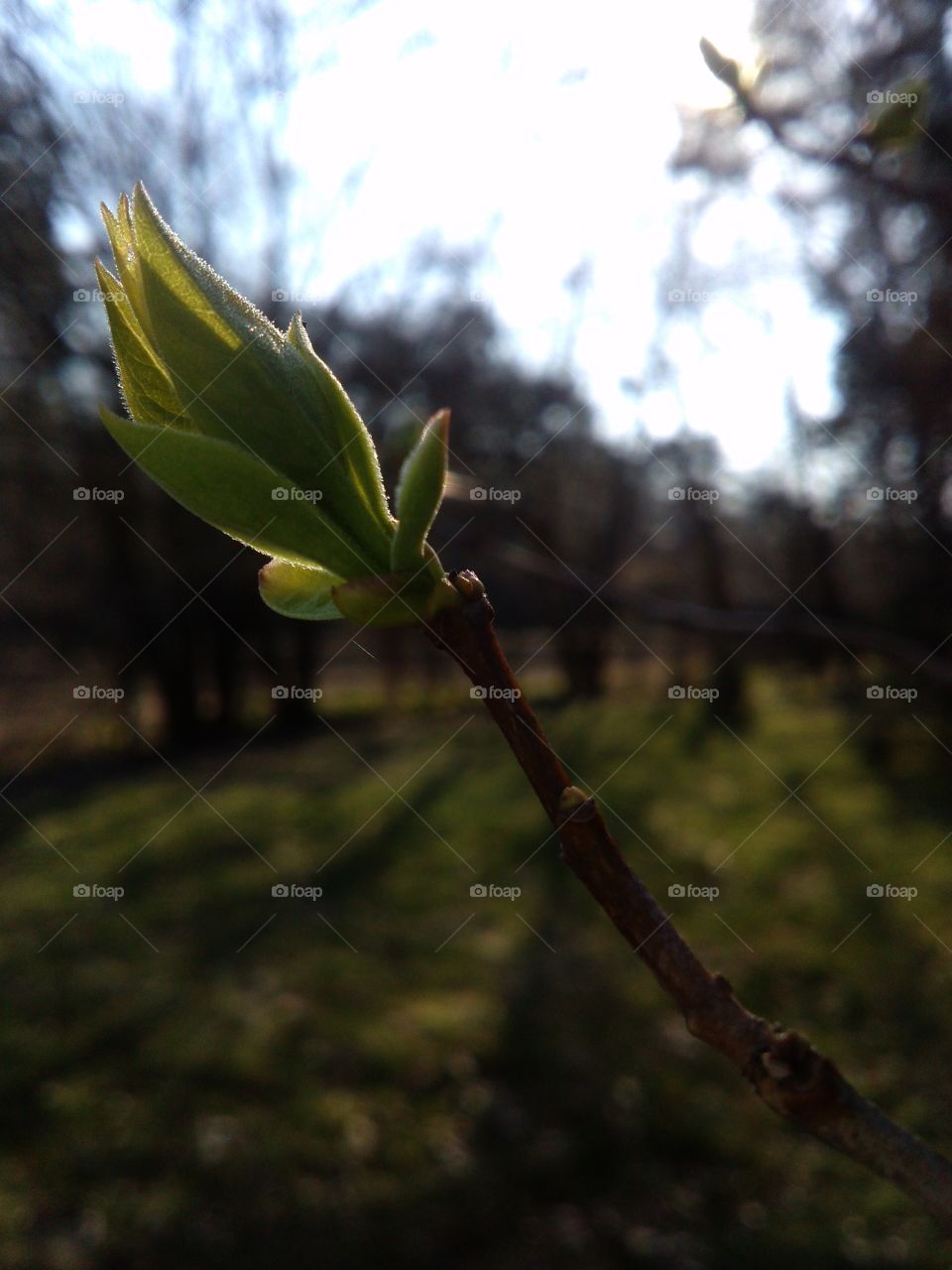 lilac first leaf