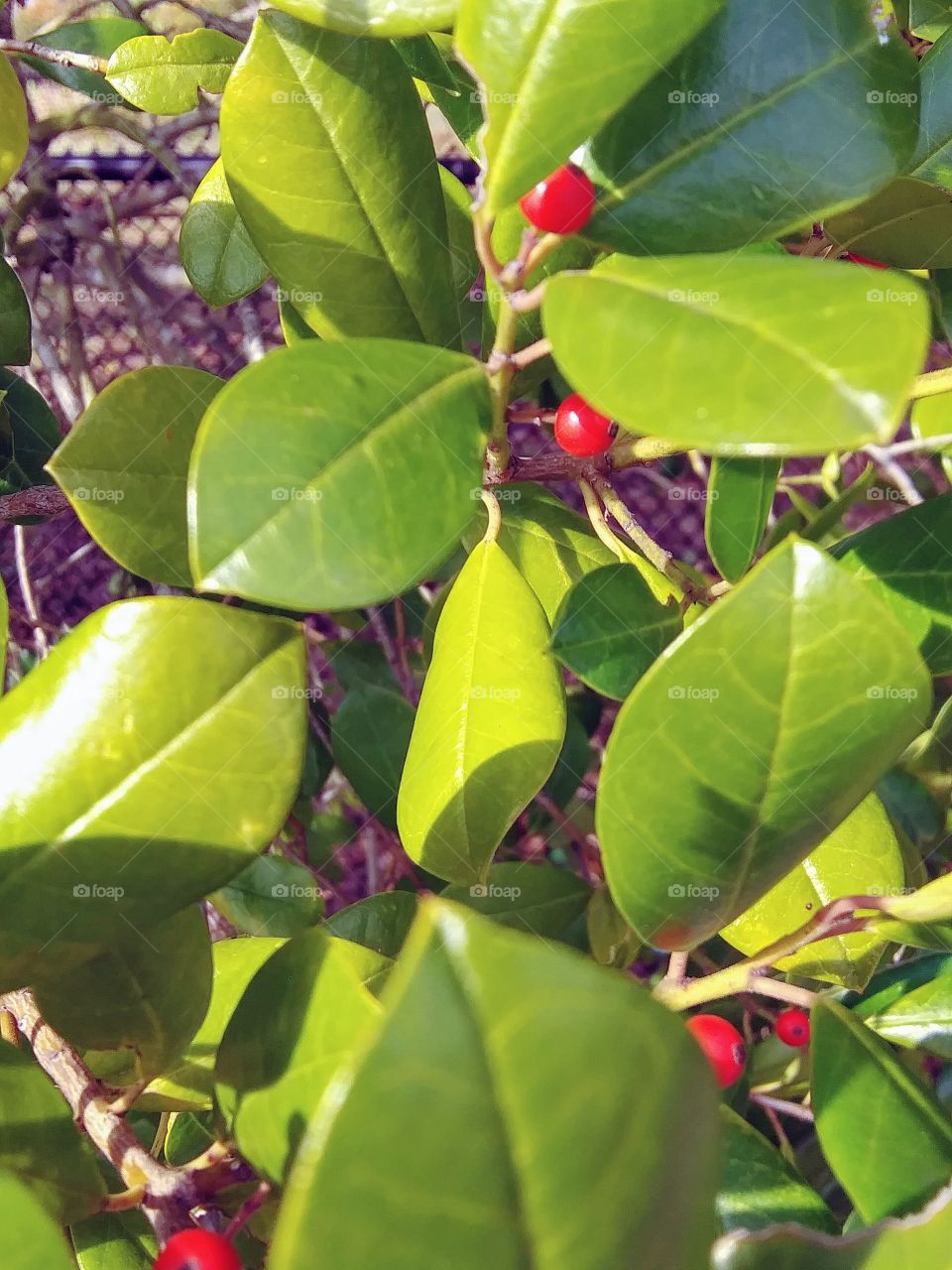 shiny leaves in the sun