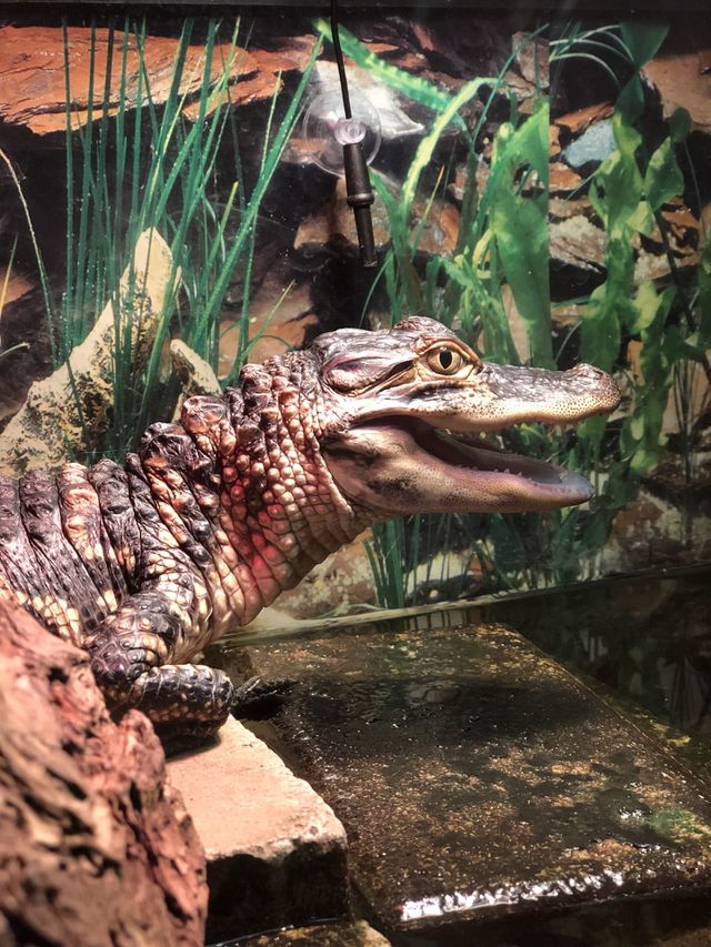 American Alligator Baby