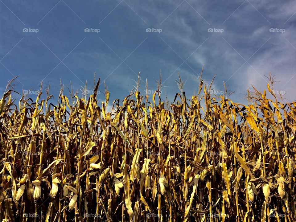 Corn Crop