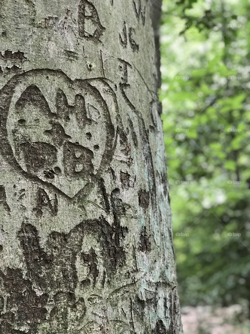 Carved love into a tree