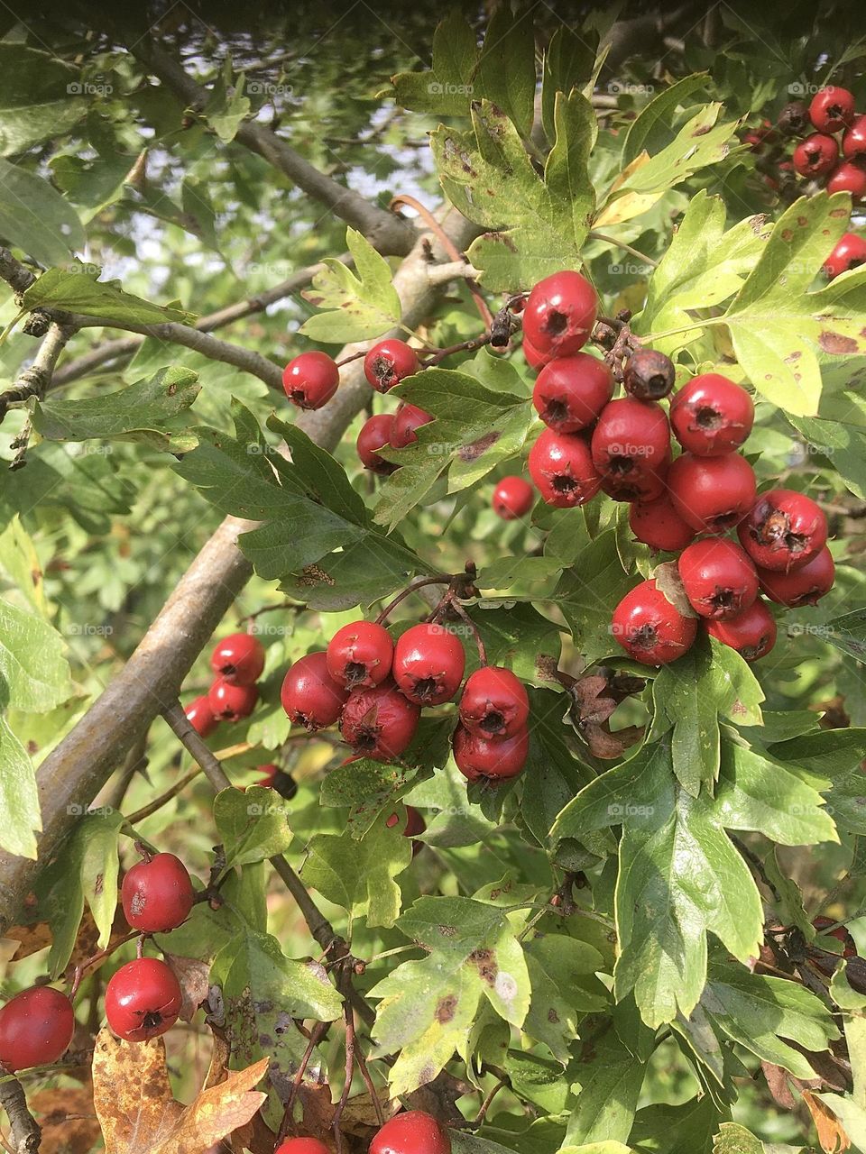 Shrub with red berries in autumn 