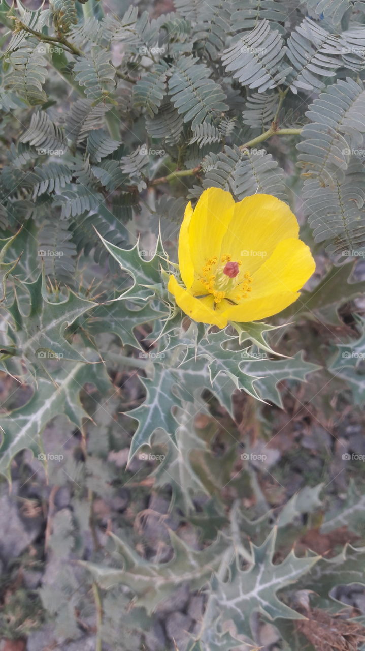 wayside yellow flower