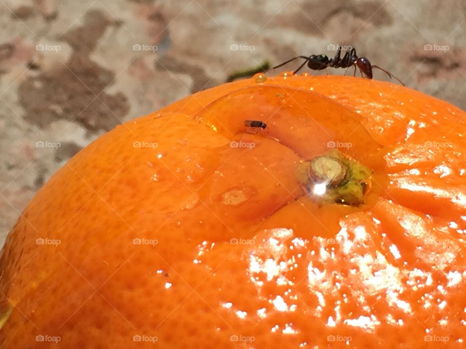 Worker ant climbing along the top of a whole orange a slippery slope!