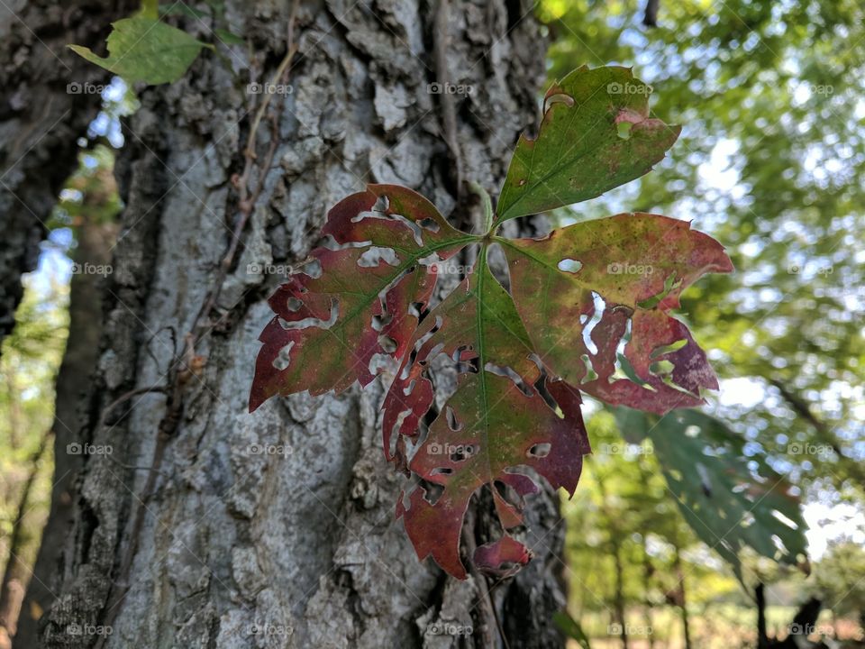 autumn leaves