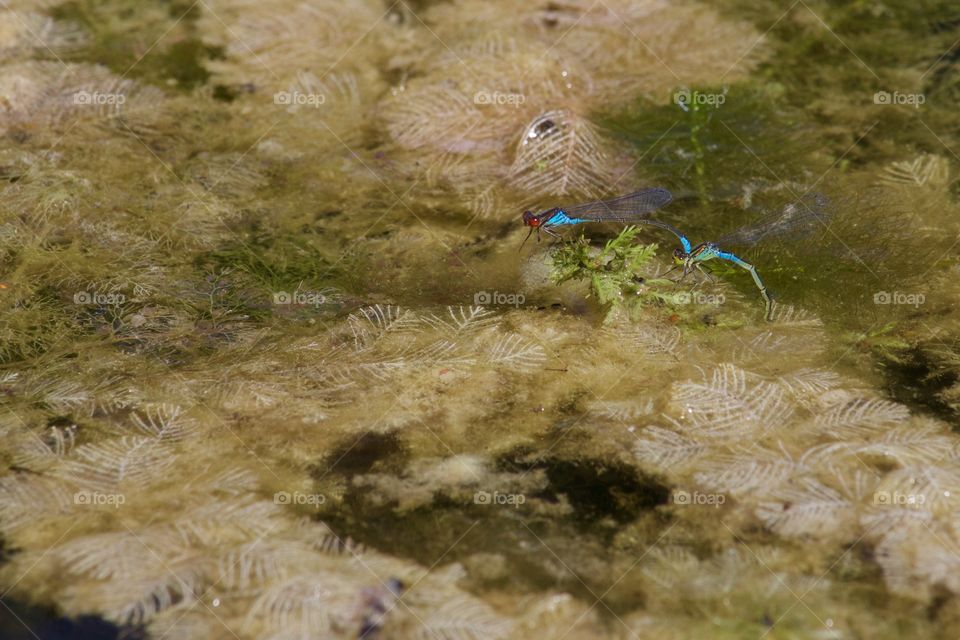 Damselflies Mating