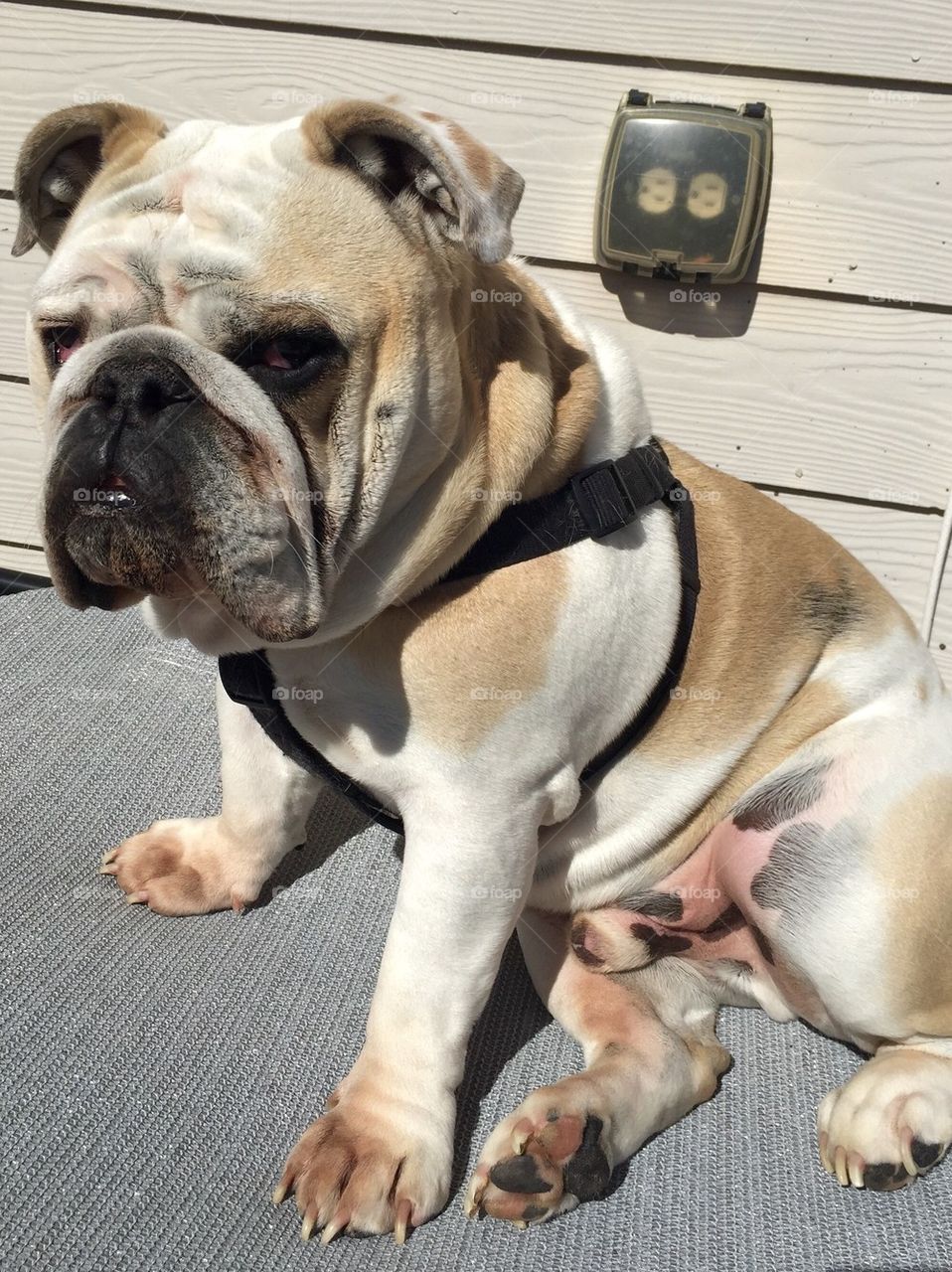 English Bulldog sunshine