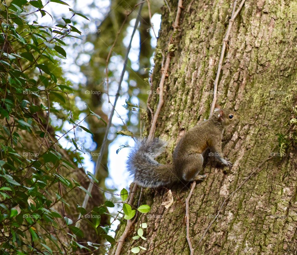 Close up of squirrel climbing tree