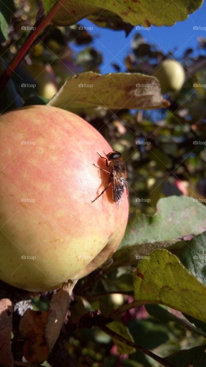 Beetle pollinating on apple tree