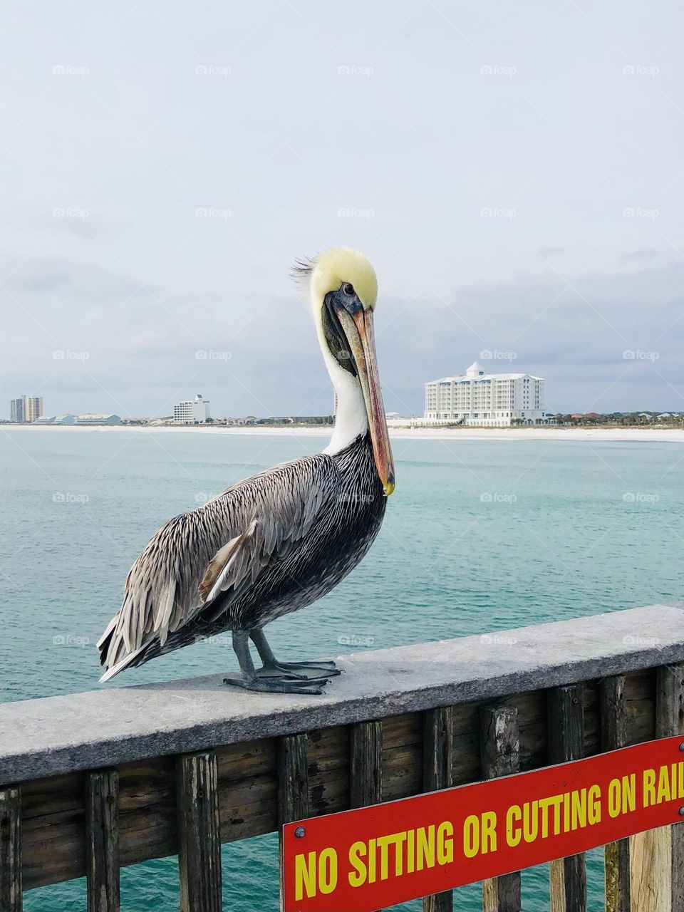 Pelican standing on the rail of a fishing pier, above a sign prohibiting sitting on the rail
