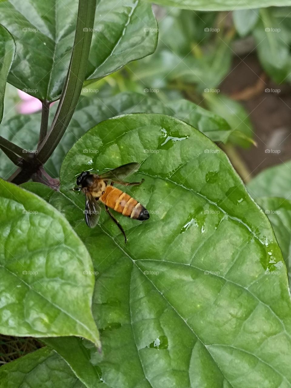 honey 🐝 on green leaf