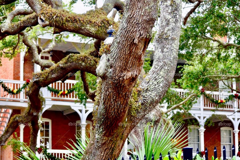 Moss Covered Tree Stands Guard