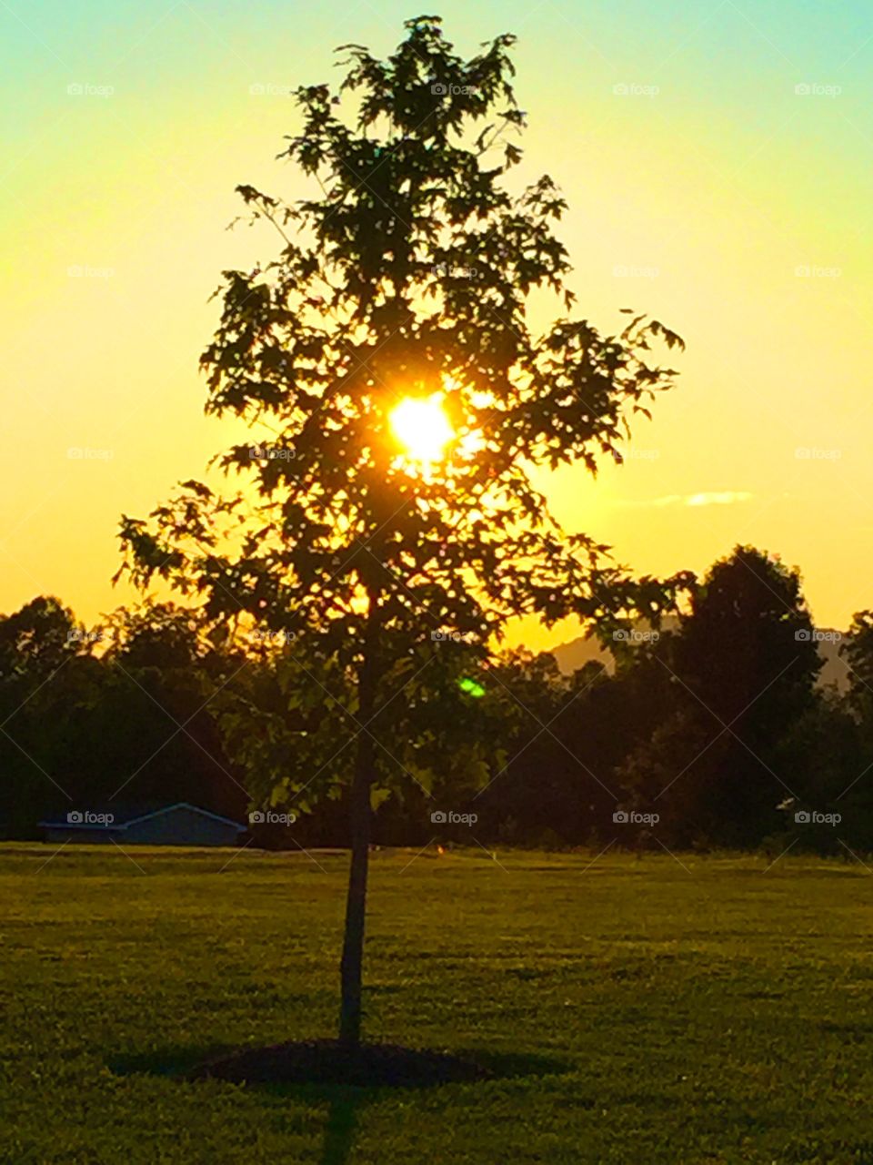 Golden hour tree
