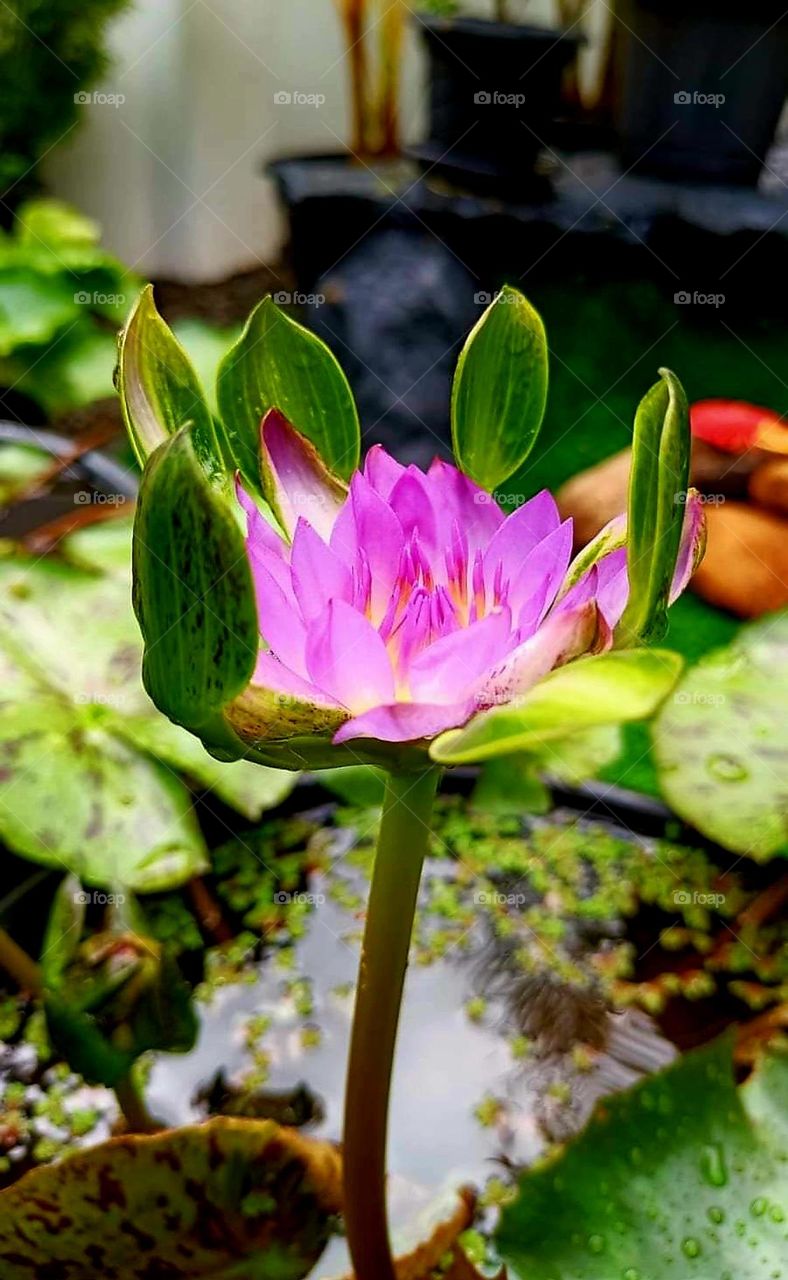 water lilly