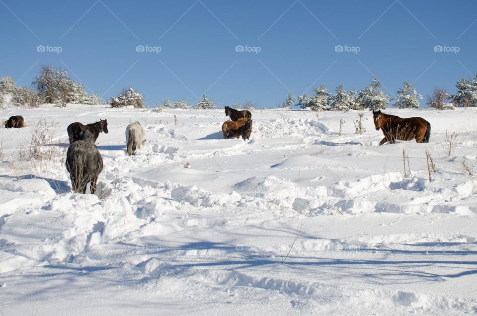 Horses in the Snow