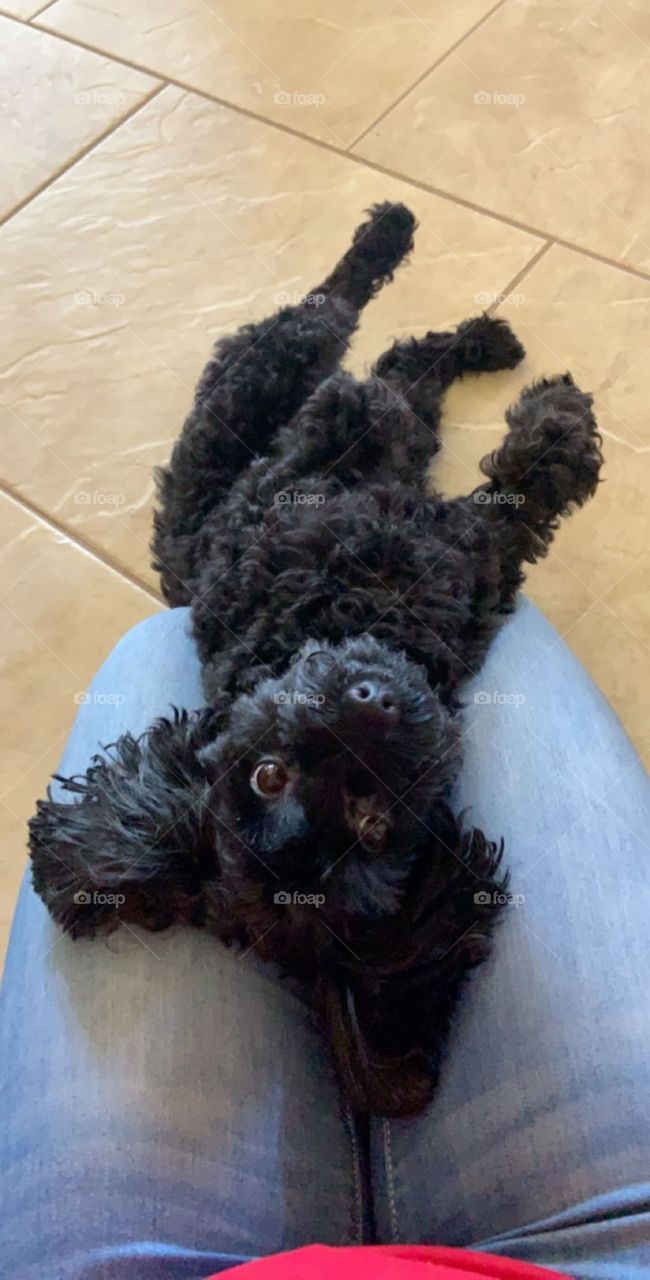 Cute Black Yorkiepoo Puppy Laying Down