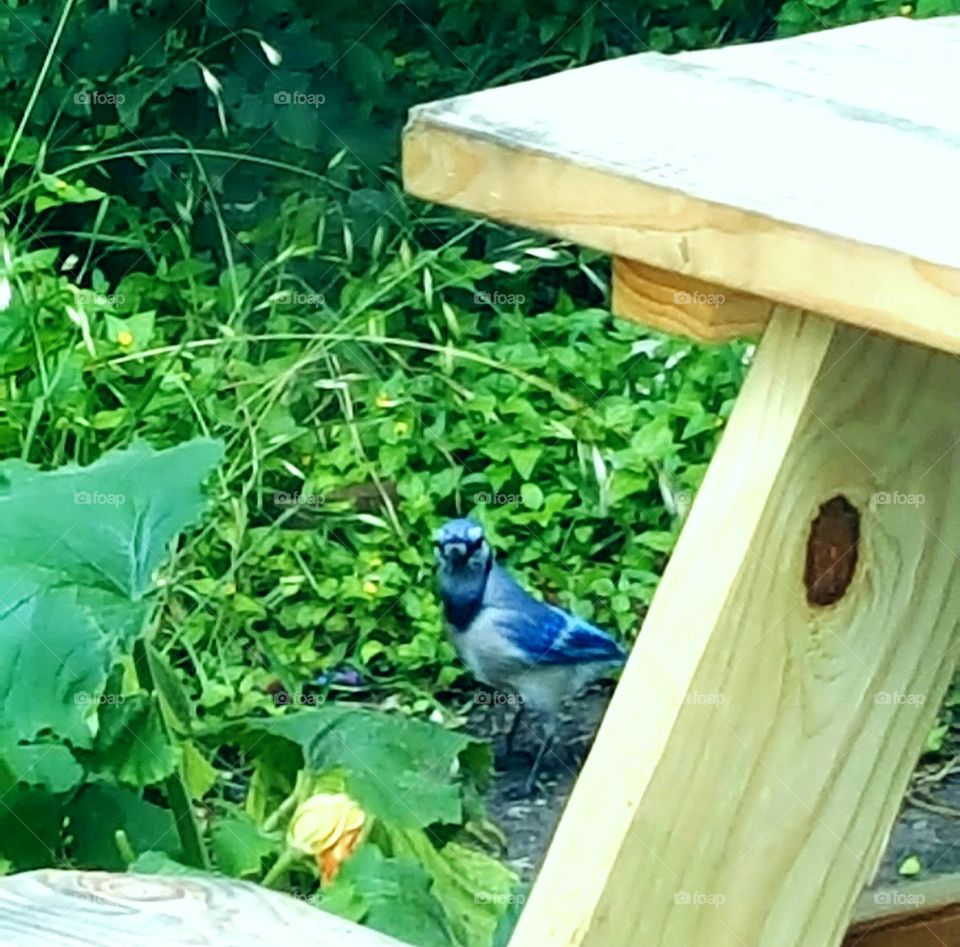 sneaky bluejay