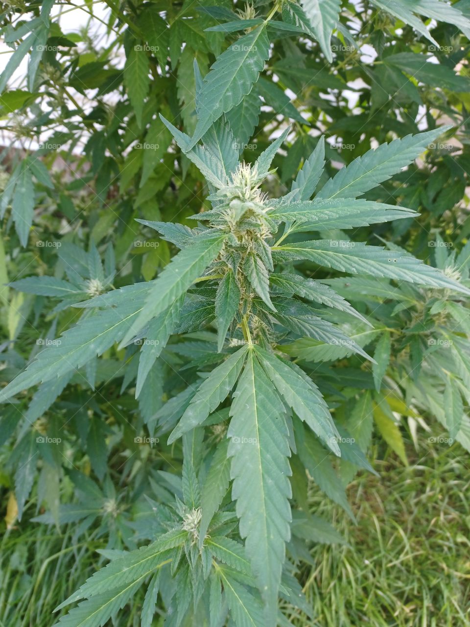 Marijuana Stressed and Flowering