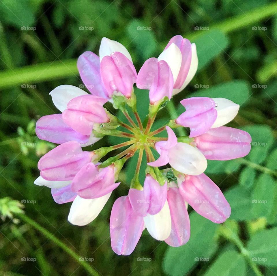 Crown Vetch