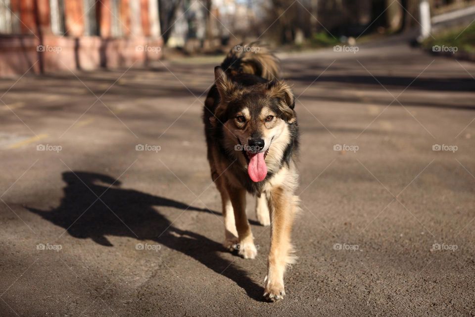 dog on walking