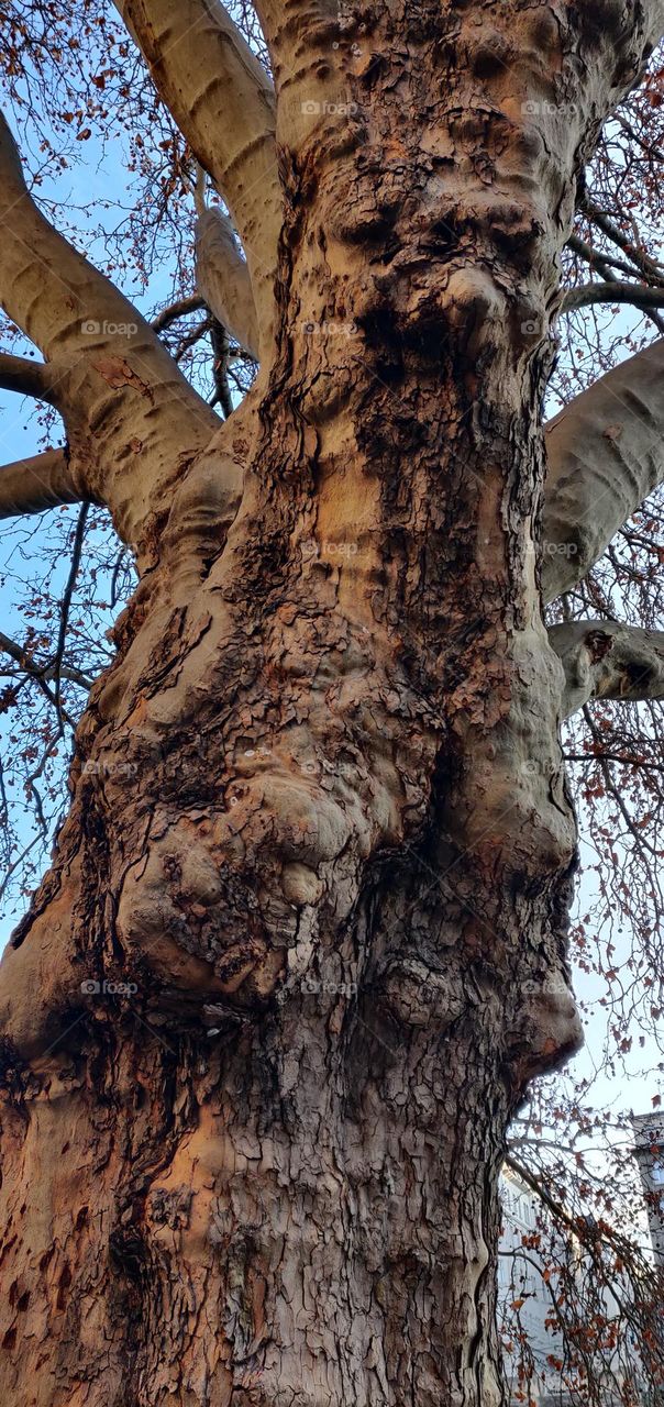 Faces Of A Tree