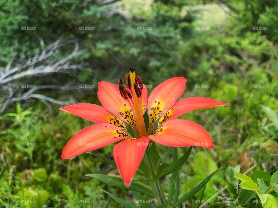 Wild lily 