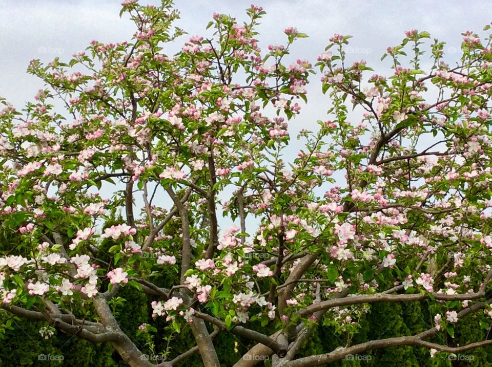 Good  Morning Spring