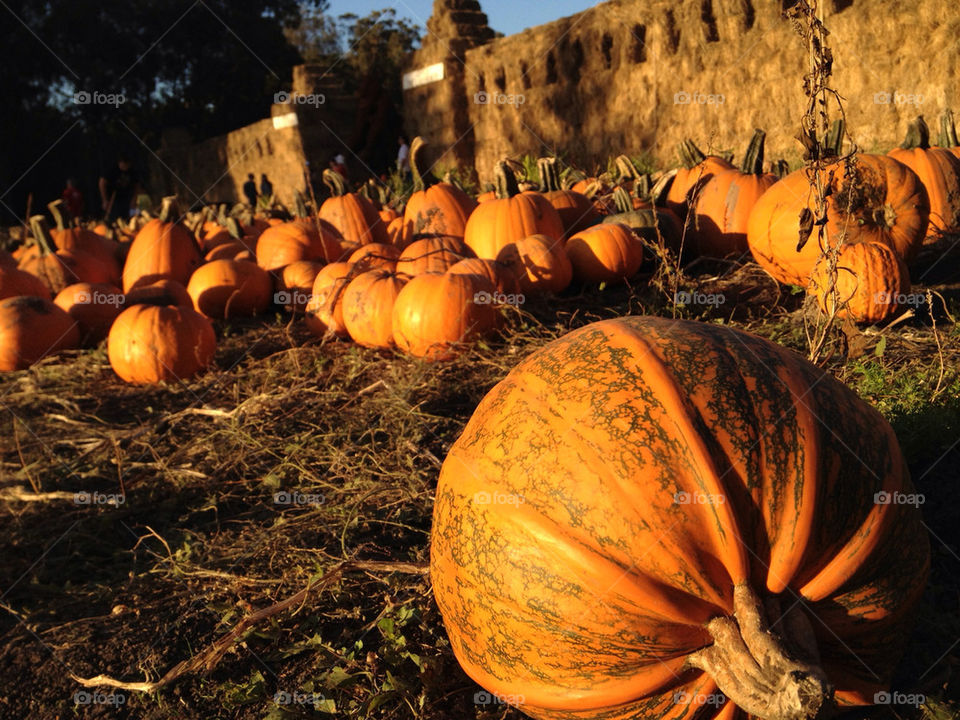 california pumpkin patch by alyfromuk2us